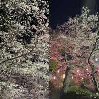 行ってきました🌸