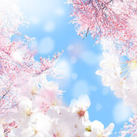 🌸おはようございます🌸