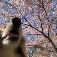 ✨🪷癒やされる一時を🪷✨