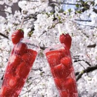 ✨🪷癒やされる一時を🪷✨