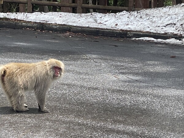 カメラ目線🐒✨