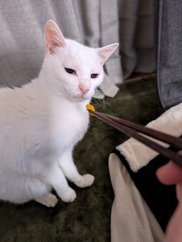 欲しがるから…