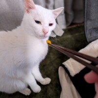 欲しがるから…