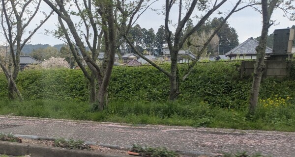 ピンクの道