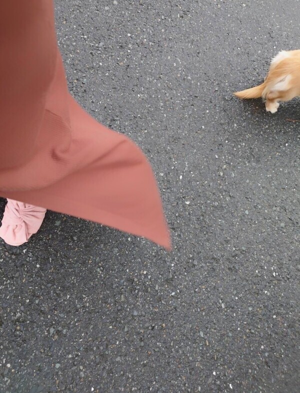 ✨🪷お散歩🪷✨