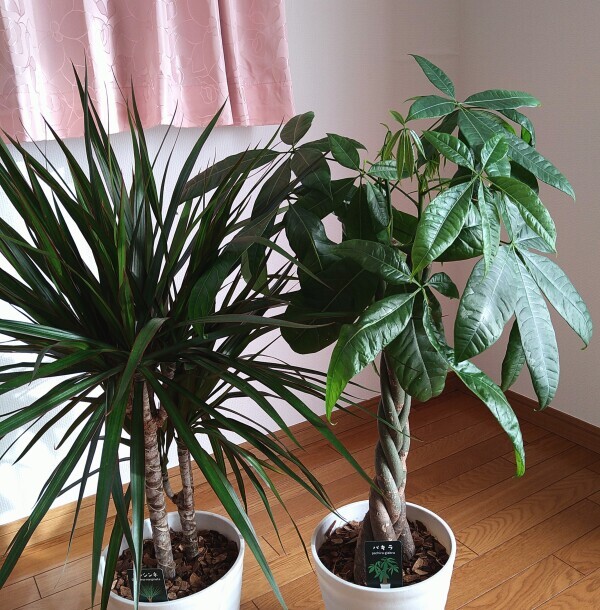 すくすく育ってます🌿