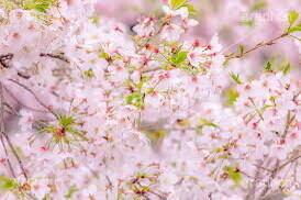 🍀🌸🍀おはようございます🍀🌸🍀