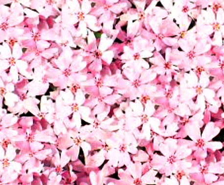 芝桜が綺麗です✨