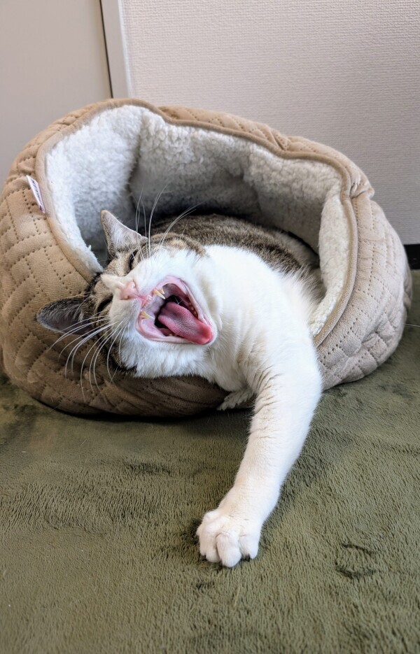 コワッ❗