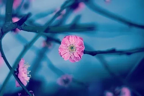 感謝です🌸