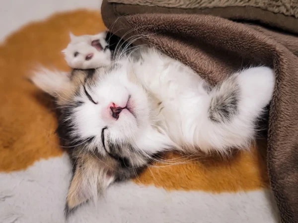 おやすみなさい🐾