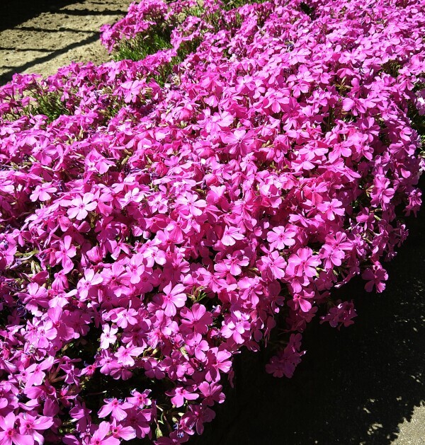 実家の芝桜が綺麗😊✨