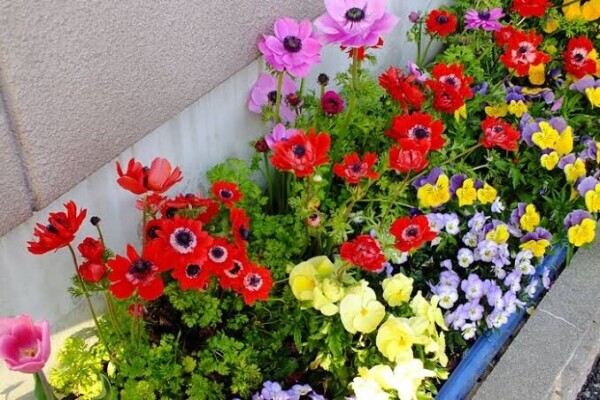 お花🌸🌼