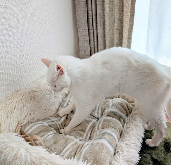 ふみふみ🐾