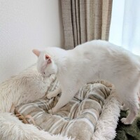 ふみふみ🐾