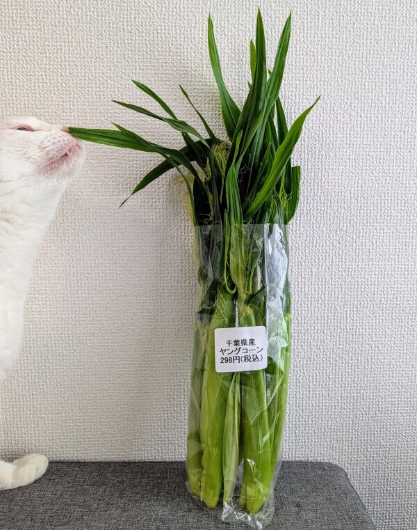旬のもの♪♪