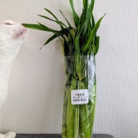 旬のもの♪♪