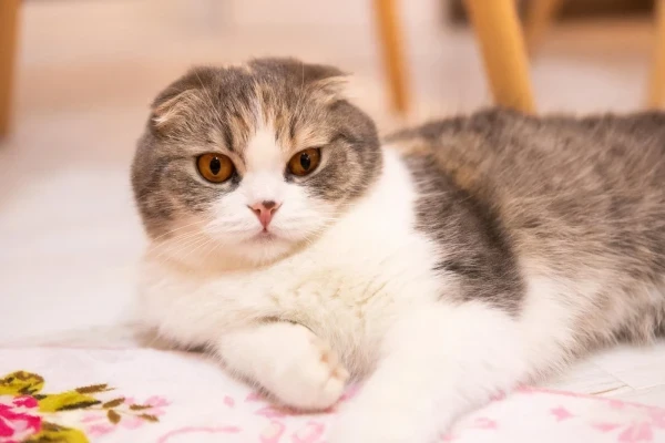 明日出勤します🐾