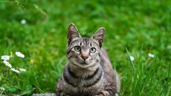 待ってます🐾