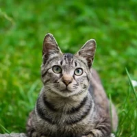 待ってます🐾
