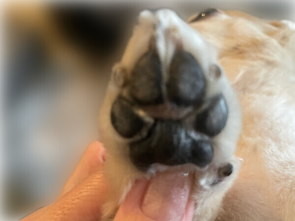 本日夕方から🤗