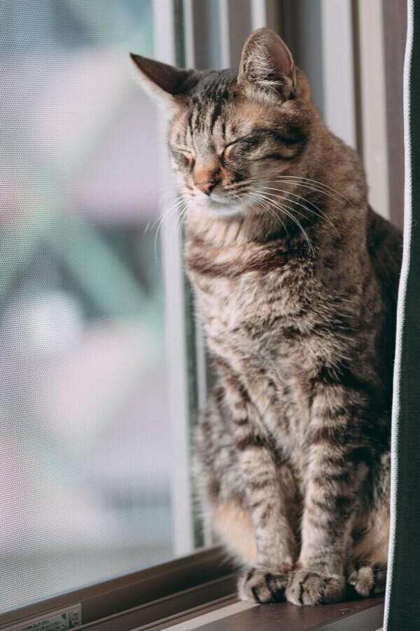 🐾