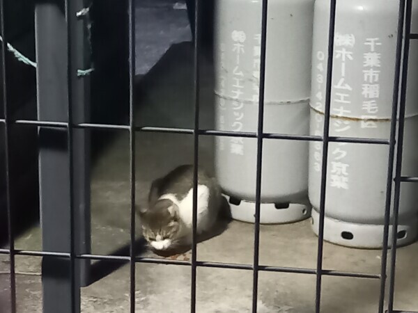 にゃんこ😸