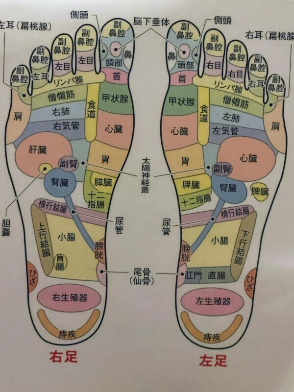 足の反射区👣⸒⸒
