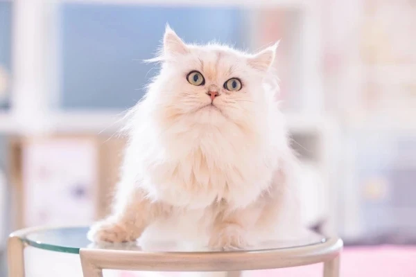 お待ちしてます🐾