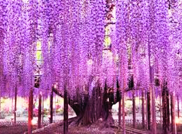 雅な花✨