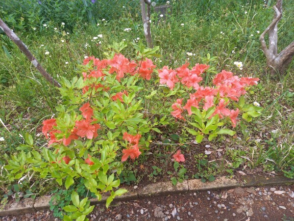お庭のお花🌸