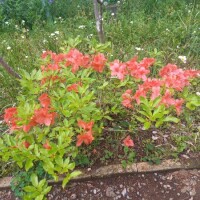 お庭のお花🌸