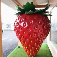 おっきい🍓
