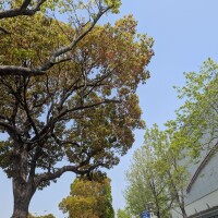 土田