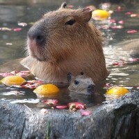 戸根