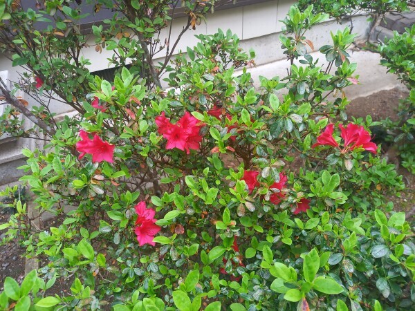 庭のお花🌸