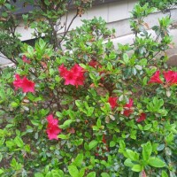 庭のお花🌸