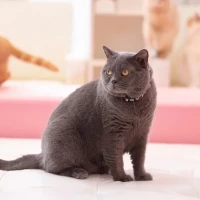 加藤