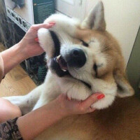 戸根