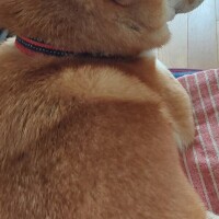 私の癒し(о´∀`о)