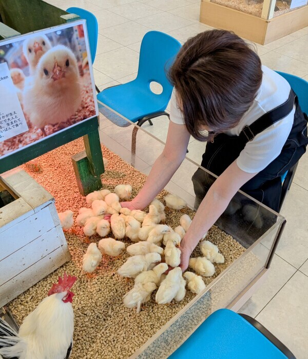 両手にヒヨコ🐤