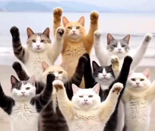 出勤しました🐱