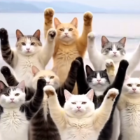 出勤しました🐱