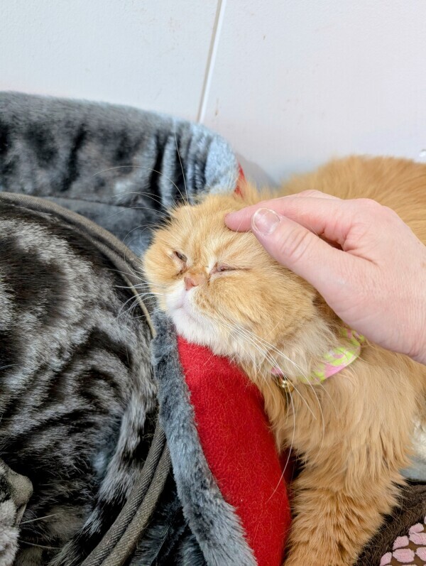 猫も…💓