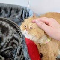 猫も…💓