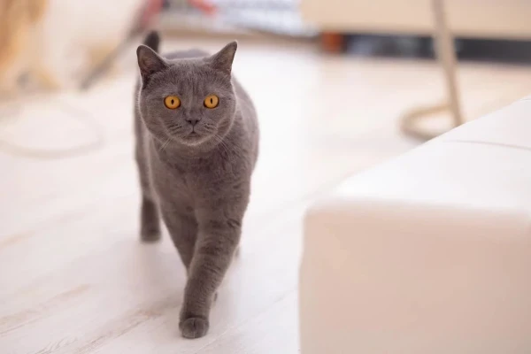 お待ちしております🐾