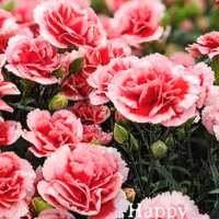 母の日💐
