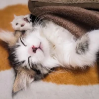 失敗…( ߹꒳​߹ )