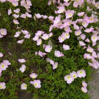 お花の名前がわからない🥺