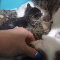 子猫って…